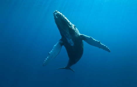 Observez les baleines à la Réunion durant le mois d'Août ou Septembre