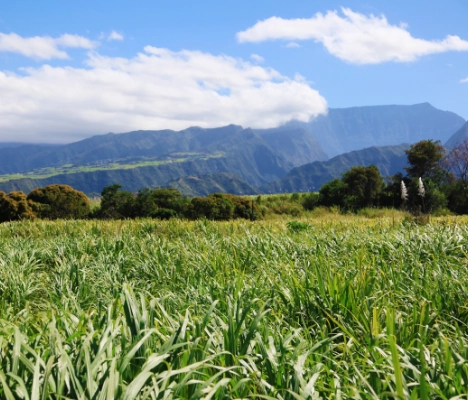 Le Tampon Réunion